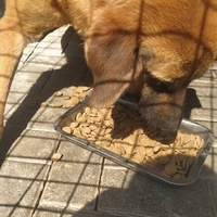 photo de livraison pour Civic Initiative Kane Korzo Skopje