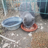 photo de livraison pour Eden Cat