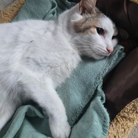 photo de livraison pour Amis de Myrtille