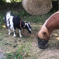photo de livraison pour SOS Animaux, un Toit pour la Vie