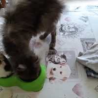 photo de livraison pour Pour l'Amour des Chats