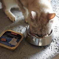 photo de livraison pour Ecole du Chat Libre de Caillerot