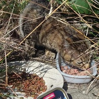 photo de livraison pour Les Chats-Pitresdelavi-Ste