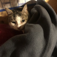 photo de livraison pour Les chats de chez nous