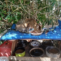 photo de livraison pour L'Ecole du Chat Istreen