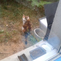 photo de livraison pour A Toutes Pattes