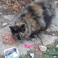 photo de livraison pour Les Chats-Pitresdelavi-Ste