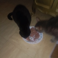 photo de livraison pour Protect Cat