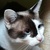 photo animal