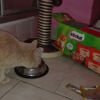 photo de livraison pour Paroles de Chats