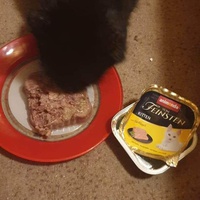 photo de livraison pour Les Chats-Pitresdelavi-Ste