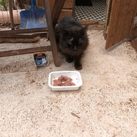 photo de livraison pour L'école du Chat d'Ollioules