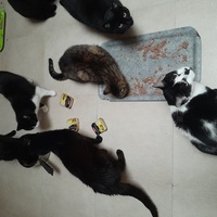photo de livraison pour Les Amis de Michouette