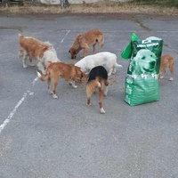 photo de livraison pour Beta Zajecar