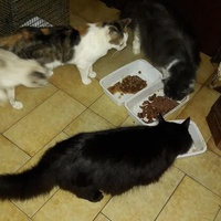 photo de livraison pour Une vie, Un chat