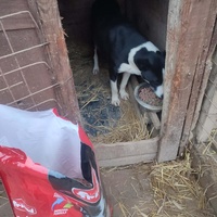 photo de livraison pour Samira Gagula