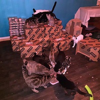photo de livraison pour Cruzy Cat 34