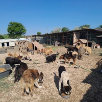 photo de livraison pour Happy Shelter Skopje