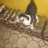 photo de livraison pour Chat Libre de l'Ile du Ramier