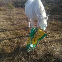 photo de livraison pour Equi-Libre : Droit à la Retraite Equine