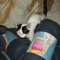 photo de livraison pour Pour l'Amour des Chats