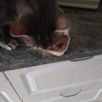 photo de livraison pour Chats Grains d'Amour