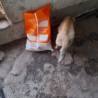 photo de livraison pour Asociatia Simba's Friends