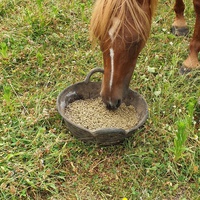 photo de livraison pour Alloue Equine Rescue