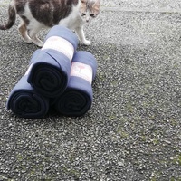 photo de livraison pour Chat L'Heureux Chat l'Ange et Cie