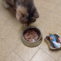 photo de livraison pour Les Chats de la Rue