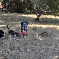 photo de livraison pour Bien vivre avec les Chats Sallélois