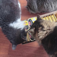 photo de livraison pour Le Cercle des Chats Libres du Pays de Vannes