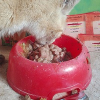 photo de livraison pour Paroles de Chats