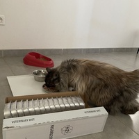 photo de livraison pour Les Chats de Condom 32