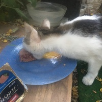 photo de livraison pour Félin Pour L’Hôte