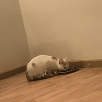 photo de livraison pour Chats-sos