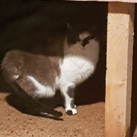 photo de livraison pour Chat de Gout'hier sans Toit