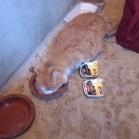 photo de livraison pour GIROU - Chats Libres des Rues