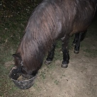 photo de livraison pour Espoir au Galop