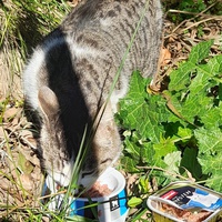 photo de livraison pour Cat Miaou