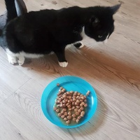 photo de livraison pour Eden Cat