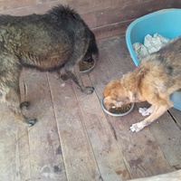 photo de livraison pour Happy Shelter Skopje