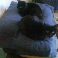 photo de livraison pour Pattes de Chats 50