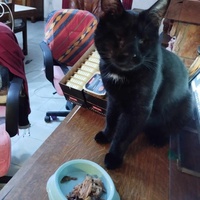 photo de livraison pour Au Bonheur des Animaux