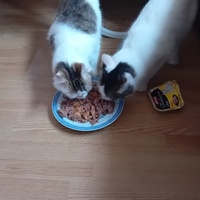 photo de livraison pour Les Félins Concitoyens de Saint Eliph