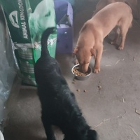 photo de livraison pour Ivana Nikolić