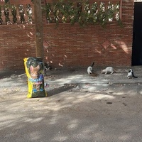 photo de livraison pour L'Arche de Noé