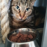 photo de livraison pour Animalove