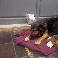 photo de livraison pour Croquette et Macadam