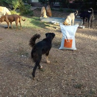 photo de livraison pour Help Adopt Moroccan Animals